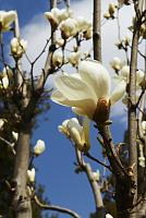     
: Magnolia-1.jpg
: 0
:	70.8 
ID:	152473