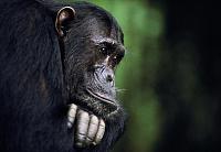 chimp-frodo(1).jpg