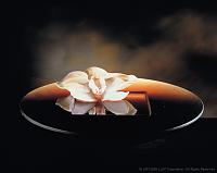     
: Liuli_the_Pure_Spring_Reflects_the_Orchid_MuseodelVidrio_Monterrey_Mexico2000.jpg
: 1
:	128.9 
ID:	161415